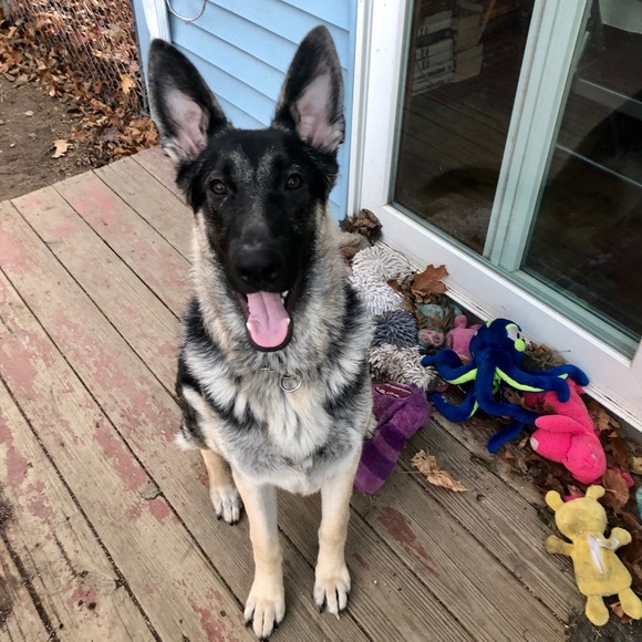 Meet your Posher, Renee - Picture 1 of 1